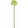Allium ALLIUM