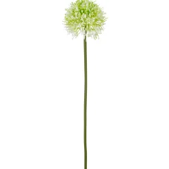 Allium ALLIUM