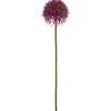 Allium ALLIUM