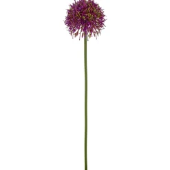 Allium ALLIUM