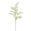 Asparagusweig FLOWERS