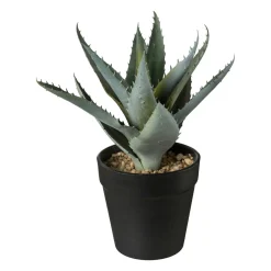 Deko-Pflanze im Topf 20cm ALOE