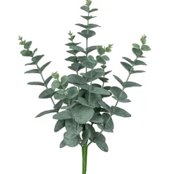 Eukalyptusbusch EUKALYPTUS