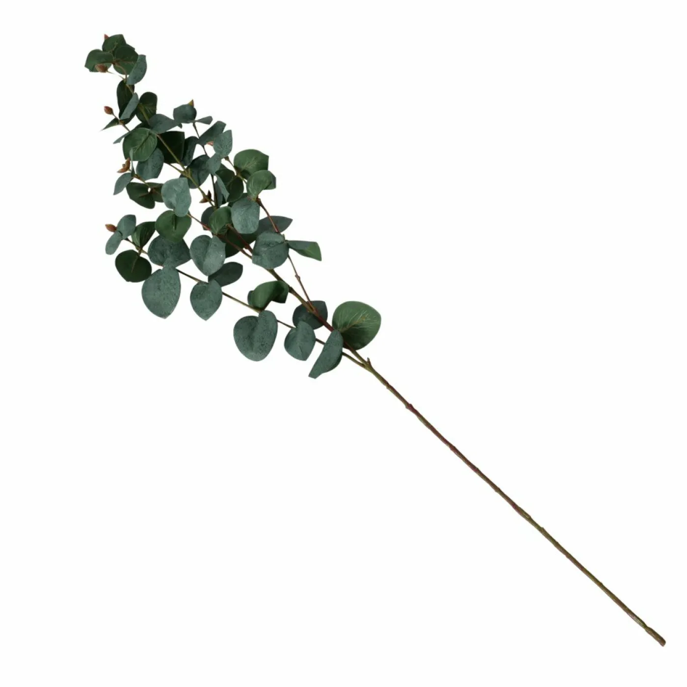Eukalyptuszweig FLOWERS