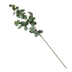 Eukalyptuszweig FLOWERS