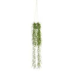 Grünpflanze im Topf TILLANDSIA
