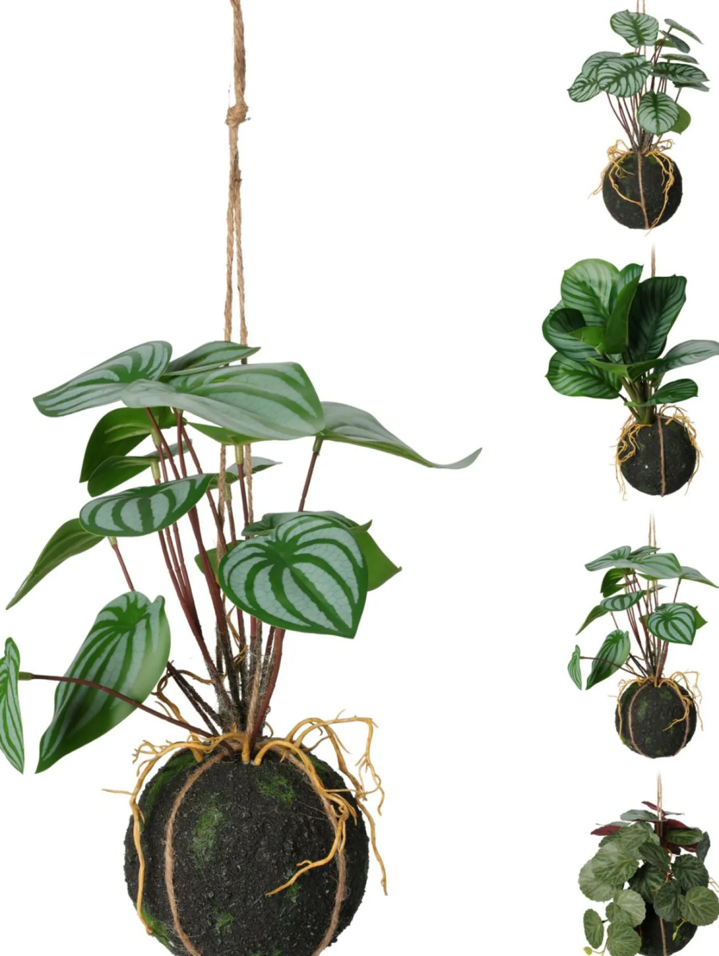 Hängepflanze 30cm BOTANIC