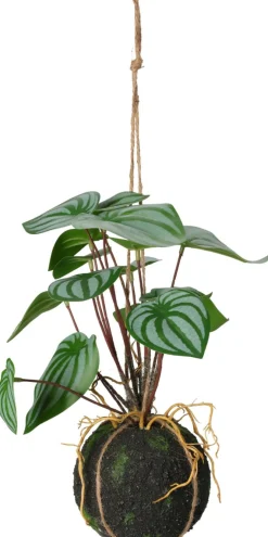 Hängepflanze 30cm BOTANIC