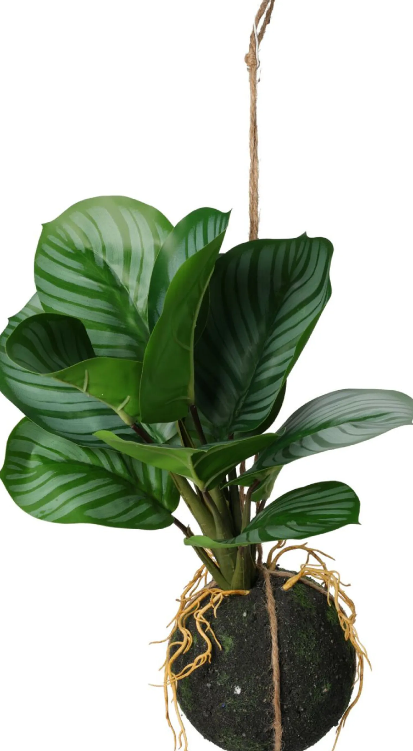 Hängepflanze 30cm BOTANIC