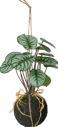 Hängepflanze 30cm BOTANIC