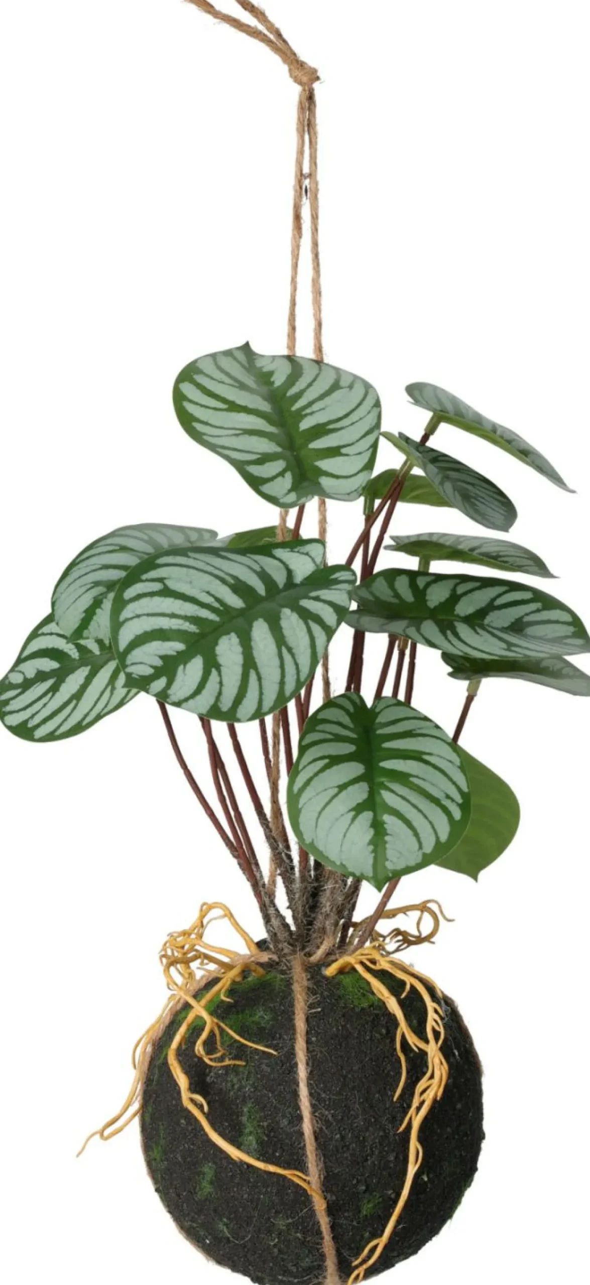 Hängepflanze 30cm BOTANIC