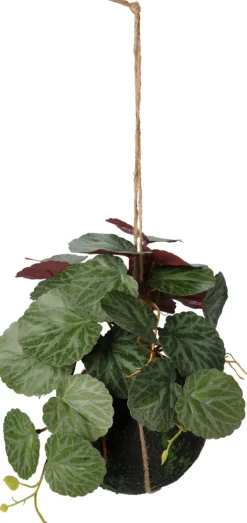Hängepflanze 30cm BOTANIC