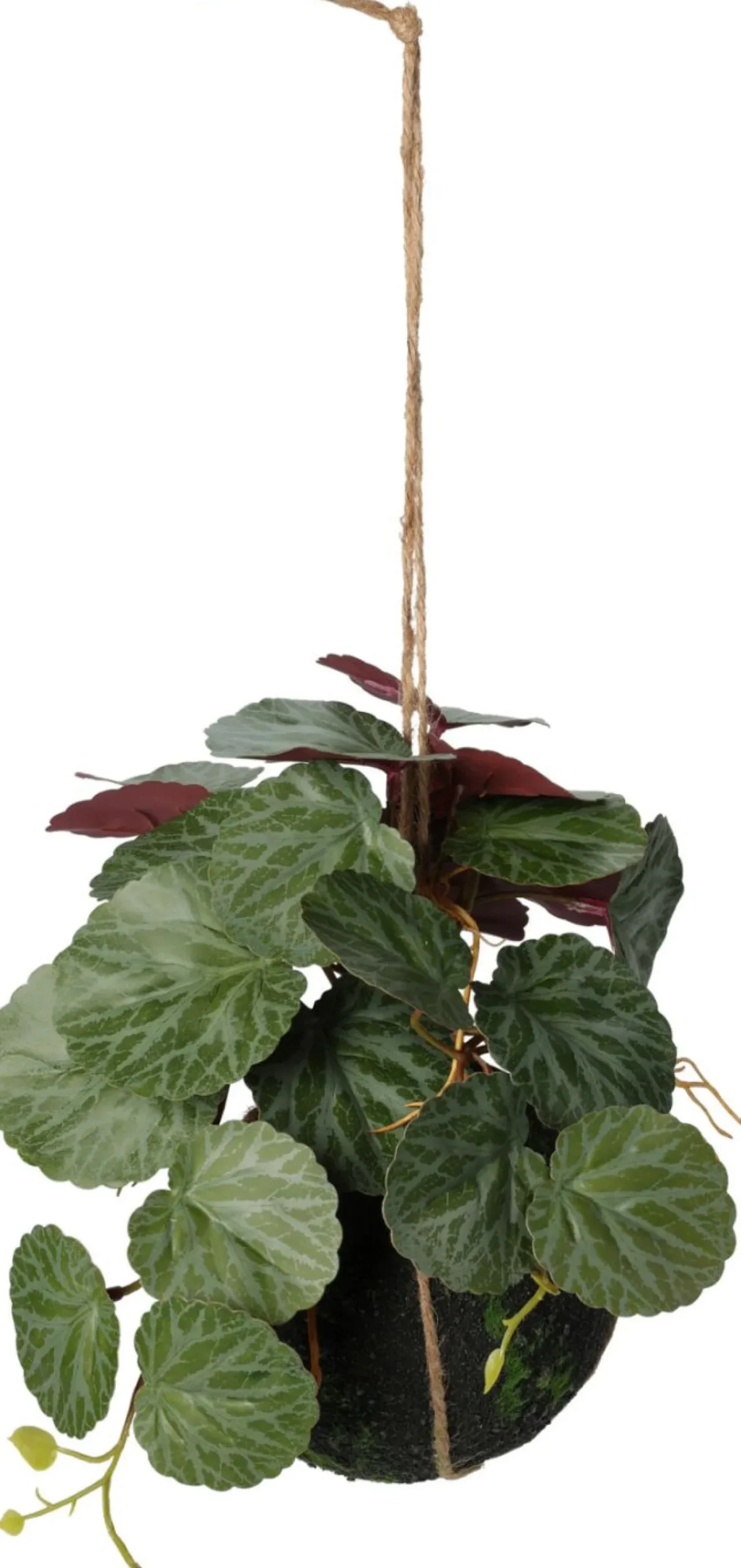 Hängepflanze 30cm BOTANIC