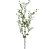 Mühlenbeckiazweig FLOWERS