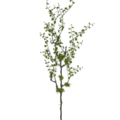 Mühlenbeckiazweig FLOWERS