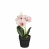 Phalaenopsis im Topf pfirsich 25cm ORCHIDEE