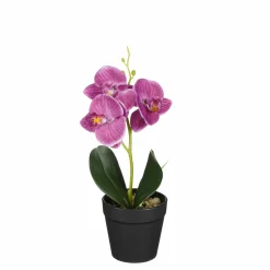 Phalaenopsis im Topf violett 25cm ORCHIDEE