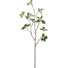 Pittosporumzweig PITTOSPORUM