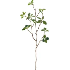 Pittosporumzweig PITTOSPORUM
